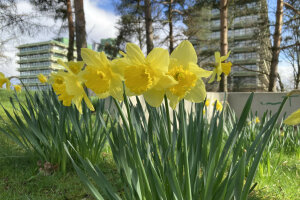 Osterglocken